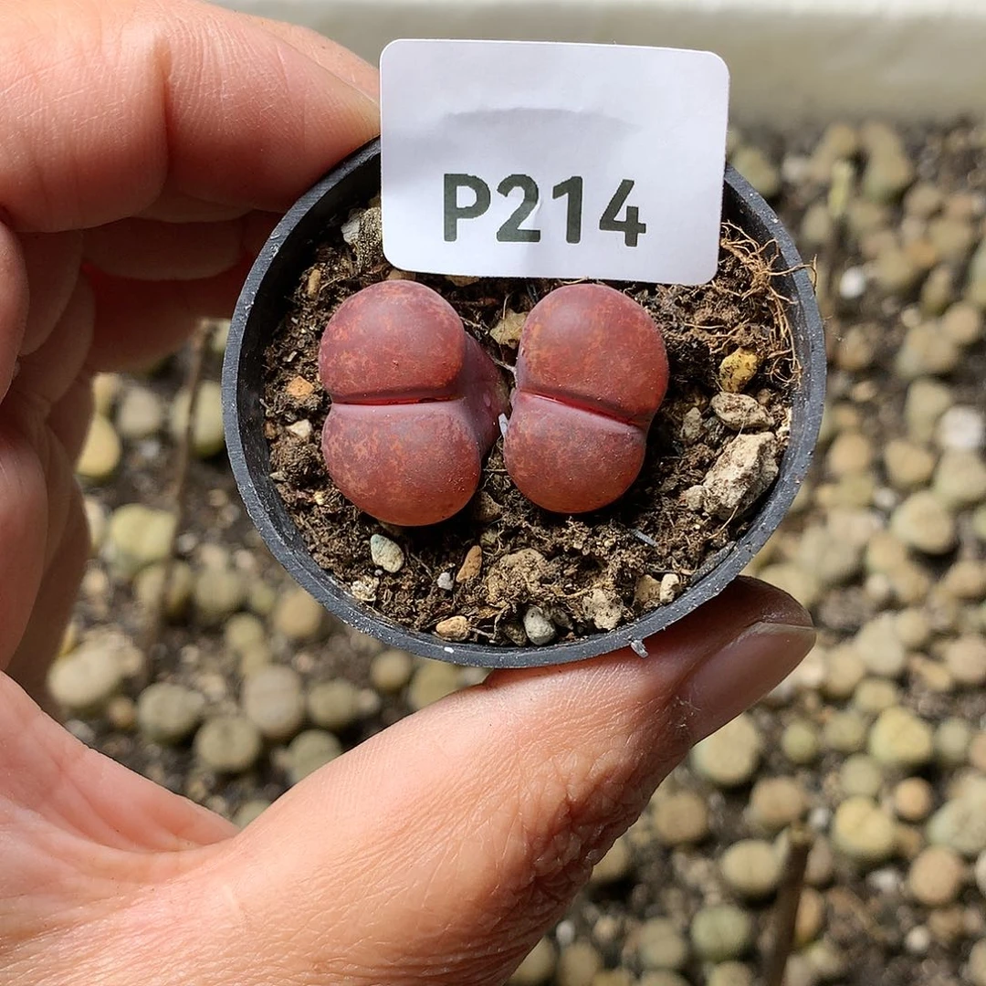 P214多肉植物保护