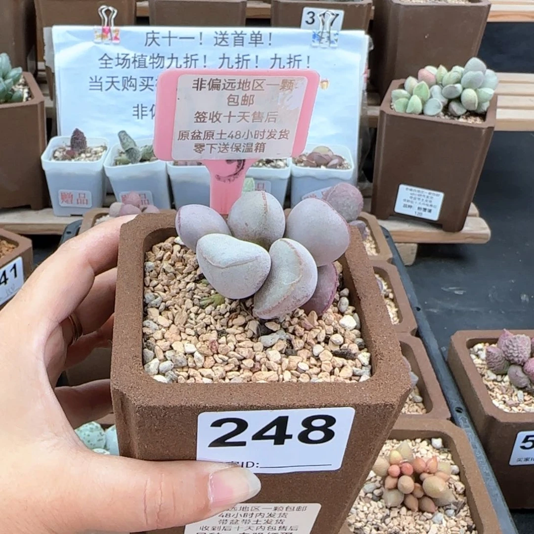 248白肌红蛋多肉植物