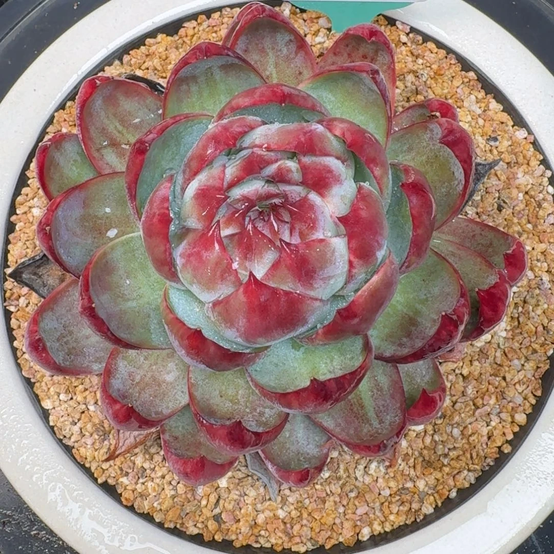 从前慢花园多肉编号1123.417