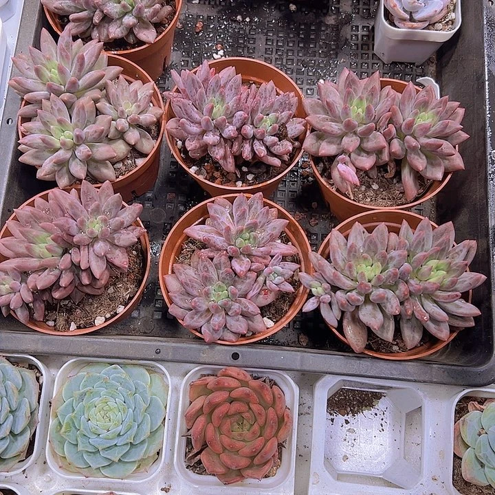 双头起大车厘子19包邮