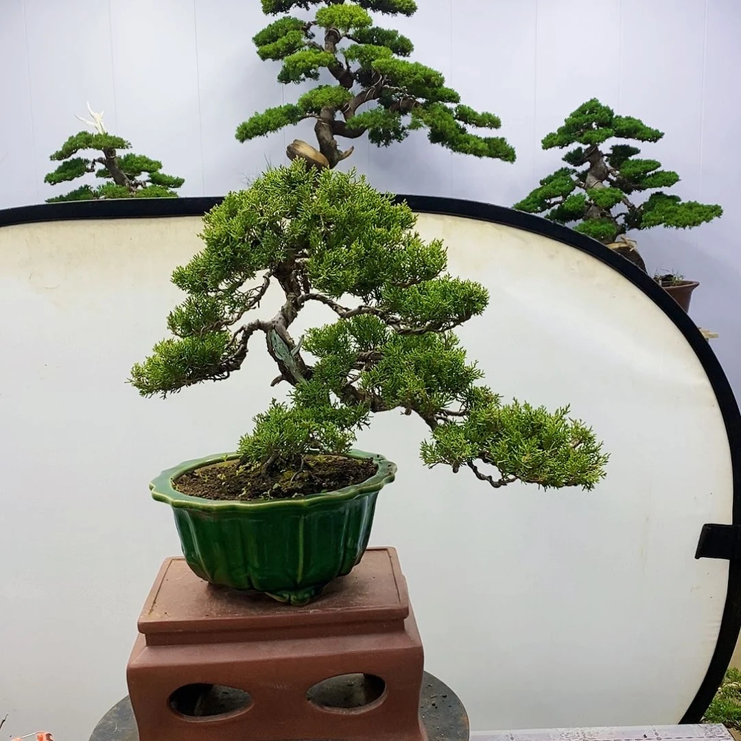 【闪购商品】无花朵云*