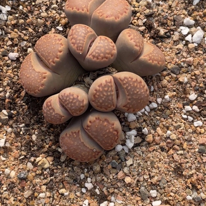 非偏远满20包邮298