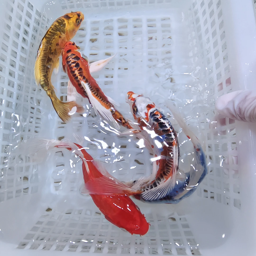 超大尺寸14尾德系血统锦鲤11-13公分温顺好养耐活 全国包邮包损