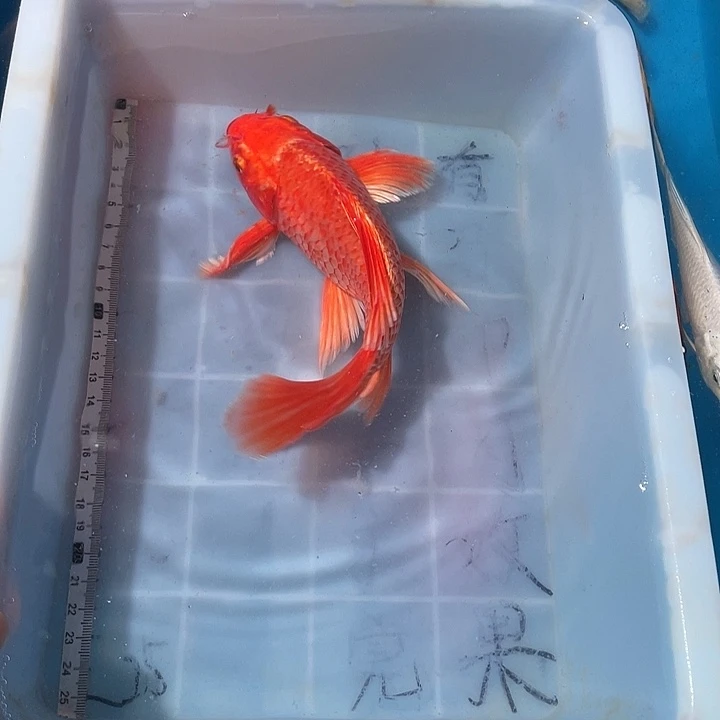 蝴蝶鲤鱼渔场直发88