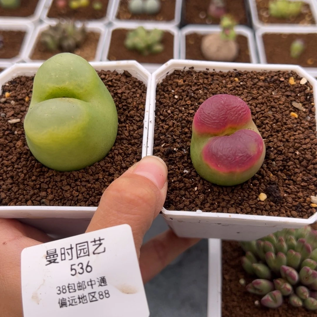 桃***?536号毛2.12多肉