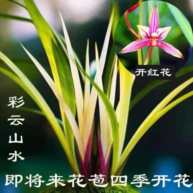 中透艺四季开花兰花苗彩云山水5-8苗裸根发货