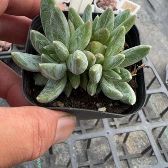 382炫彩星。一物一拍多肉