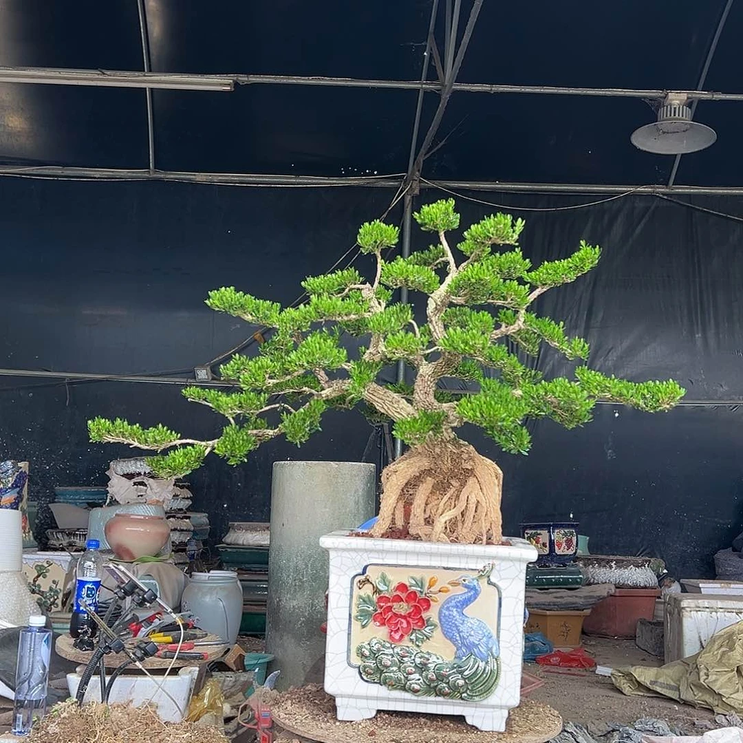 无花朵广东雀舌黄杨盆景