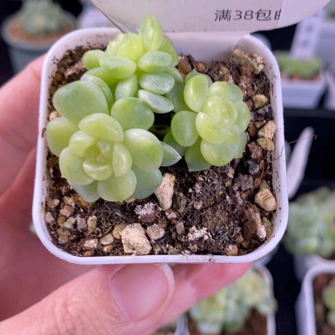 纸鸢四头群一颗79号