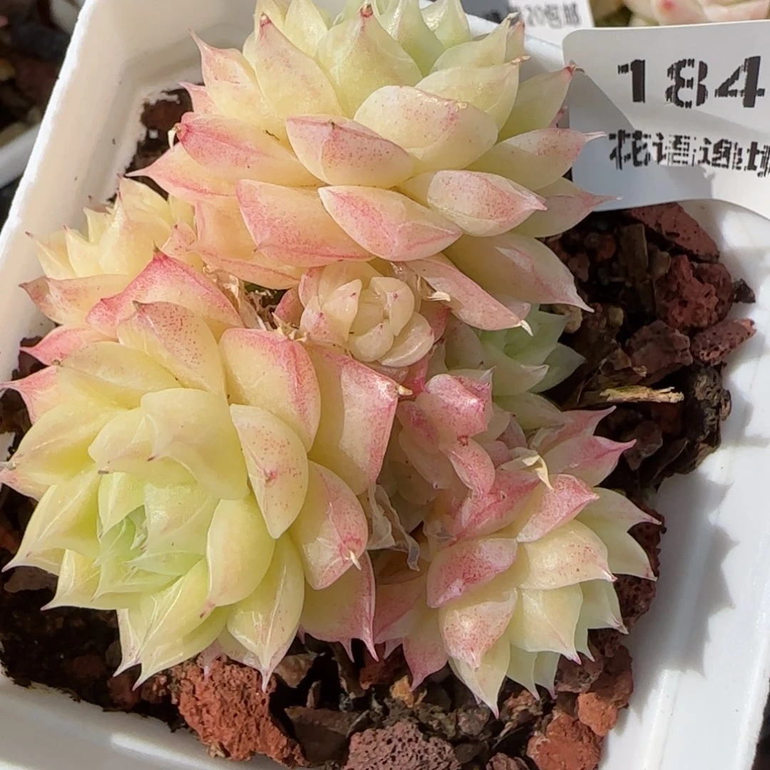 花语逸境0213-184散