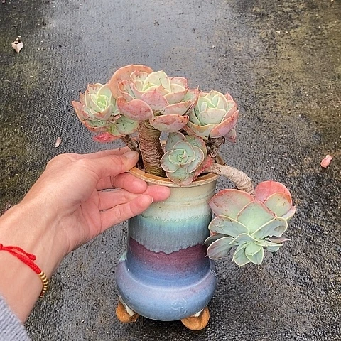 560多肉植物老桩