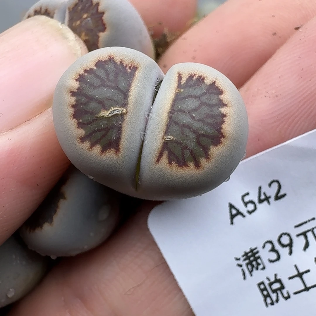 晓***山542多肉哈哈哈哈哈哈哈哈
