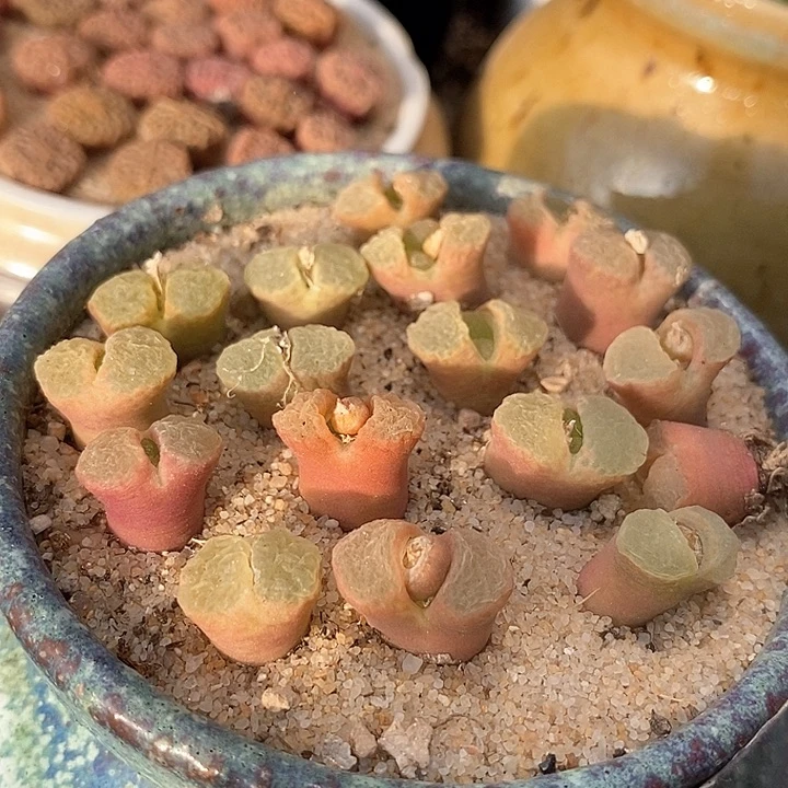 樱花一颗   1453.9