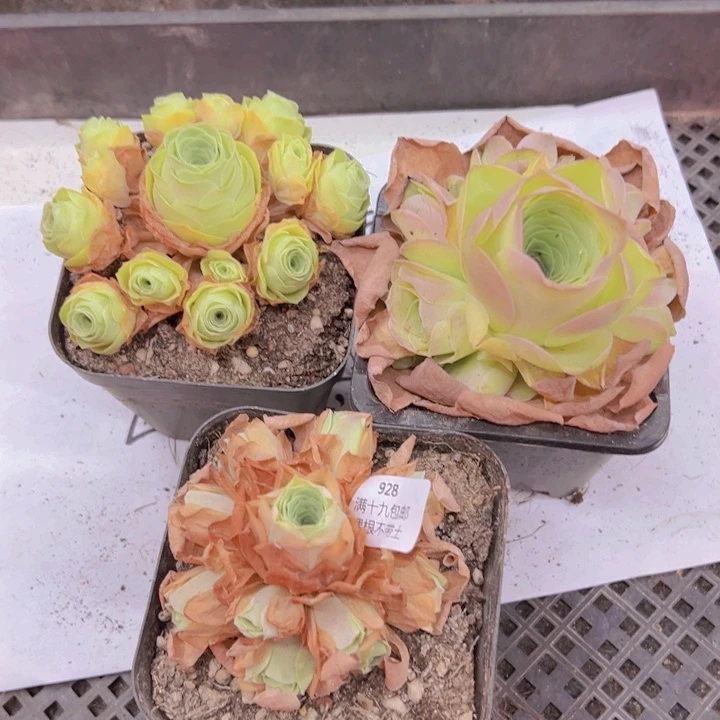 928 裸根不带土发货