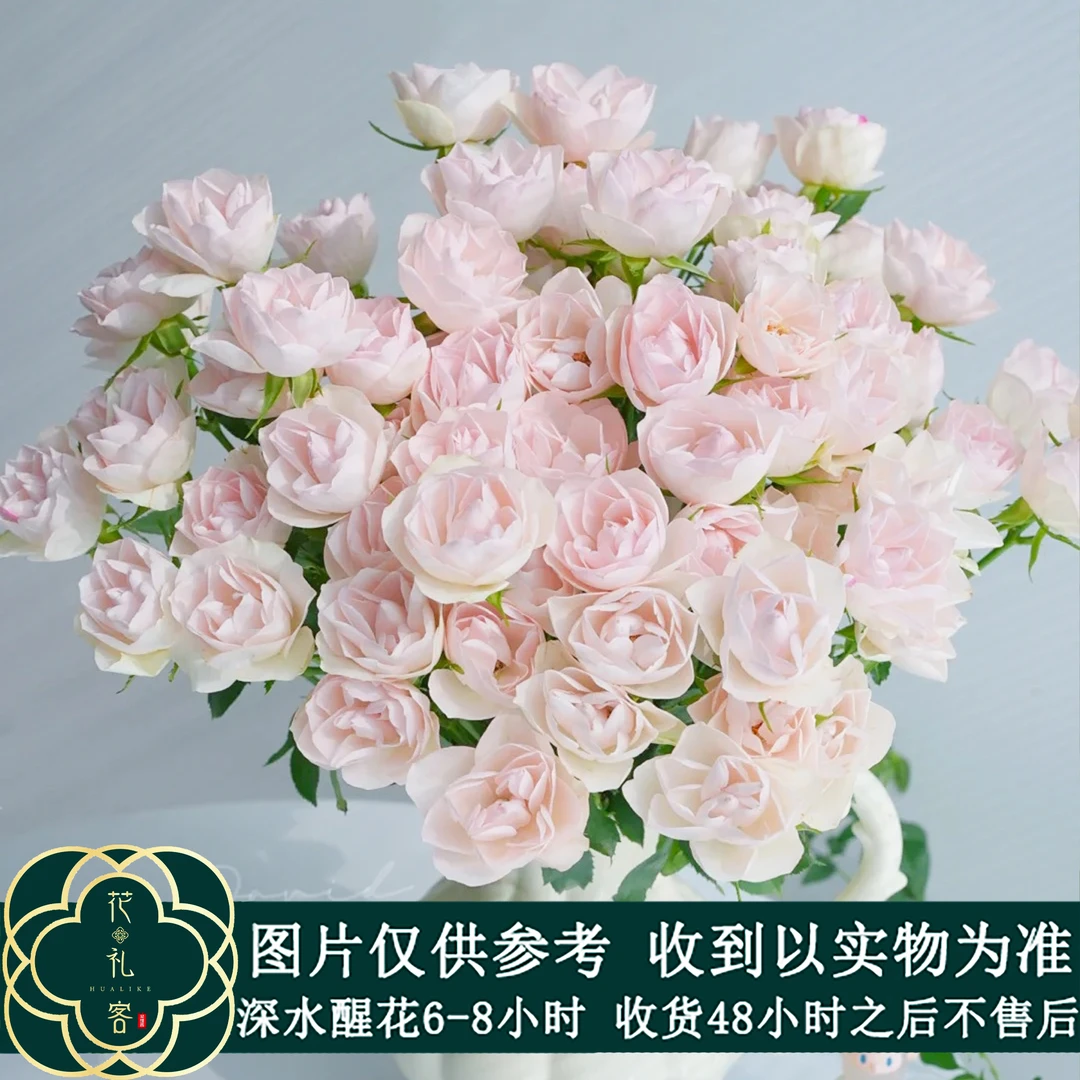 #多头玫瑰【莲花】稀有小众鲜切花云南基地直采顺丰直发玫瑰花