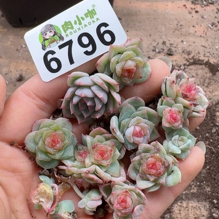 诗***艺多肉植物多肉植物