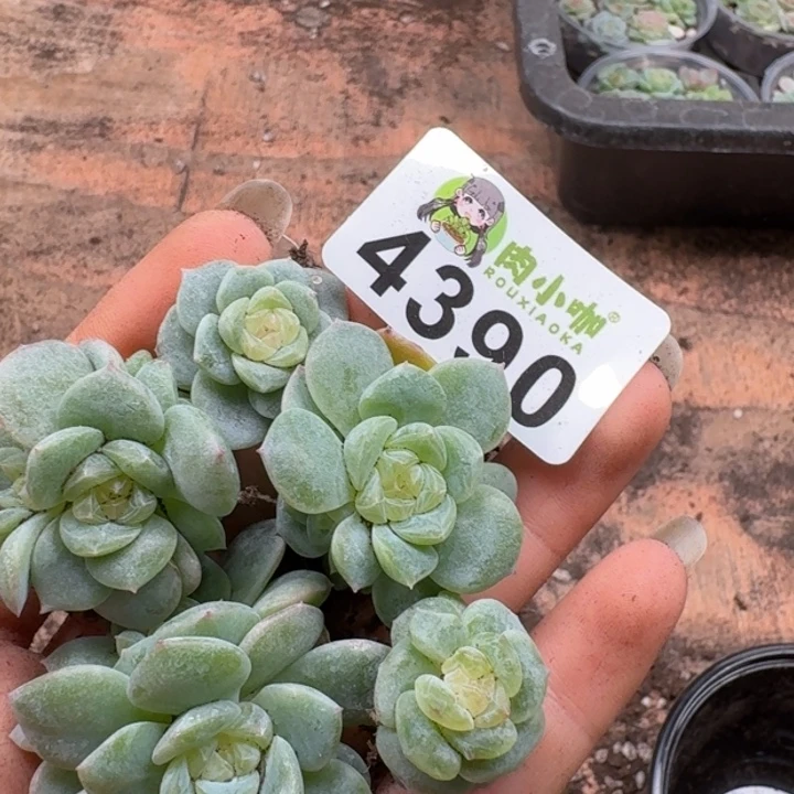 丁***霞多肉植物多肉植物