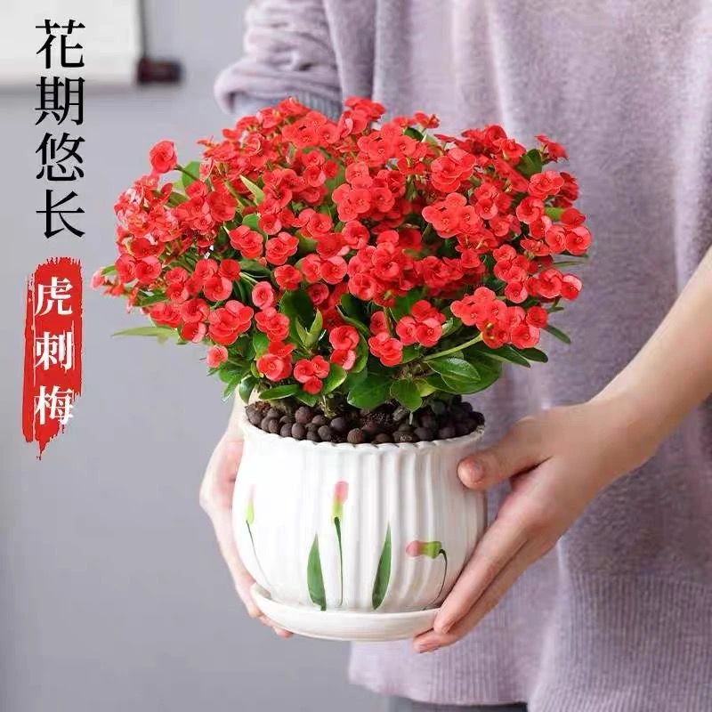 虎刺梅盆栽铁海棠室内花卉四季开花好养耐干旱适合阳台桌面