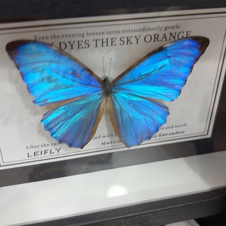 财****蝴蝶标本定制版028