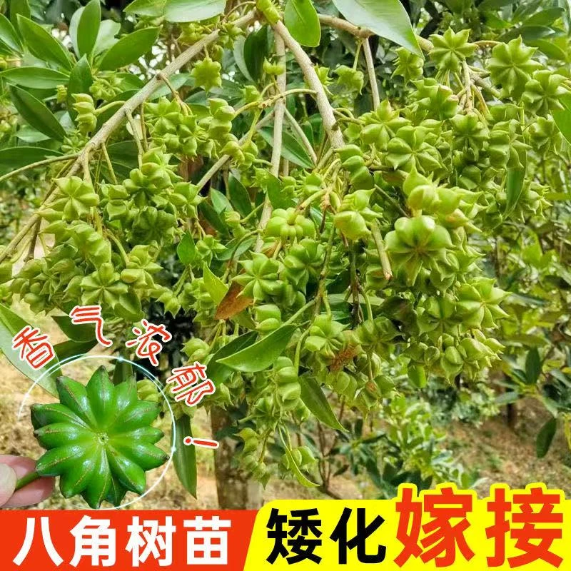 【正宗八角树苗】无刺带土南北耐寒可盆栽地栽招财观赏盆栽