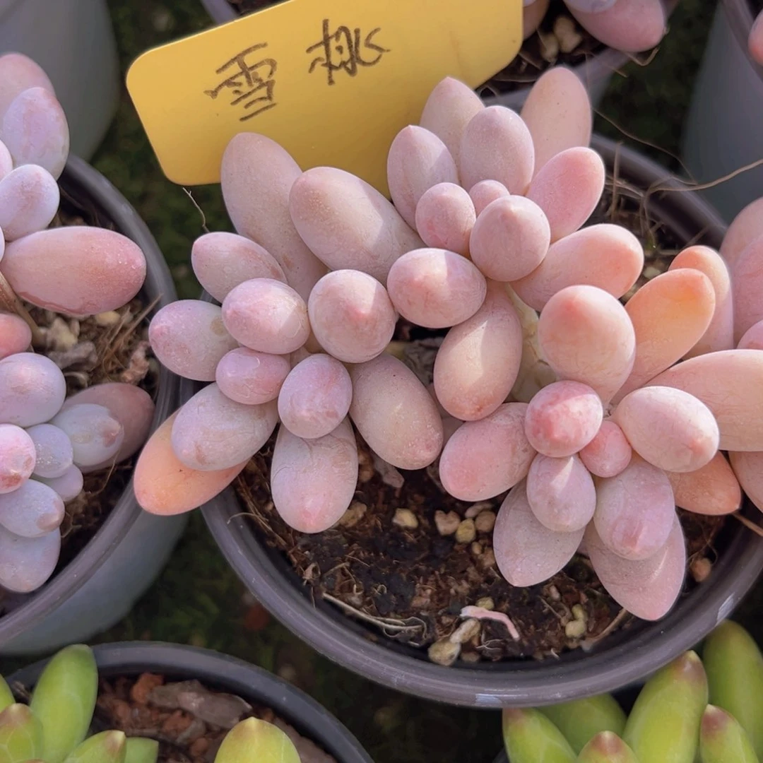 香玉等多种名贵的