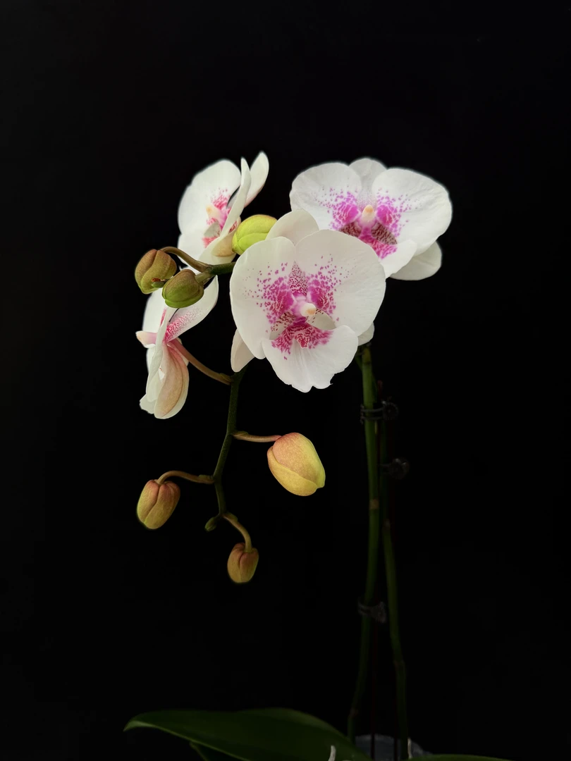 予兰花卉（爱琴海）带花带花苞3.0寸杯发货