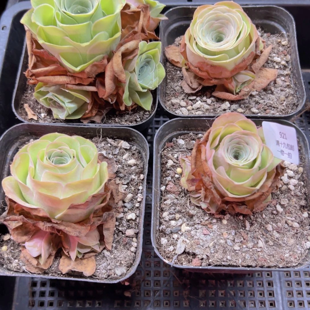 921 侧牙掉了不包损无售后