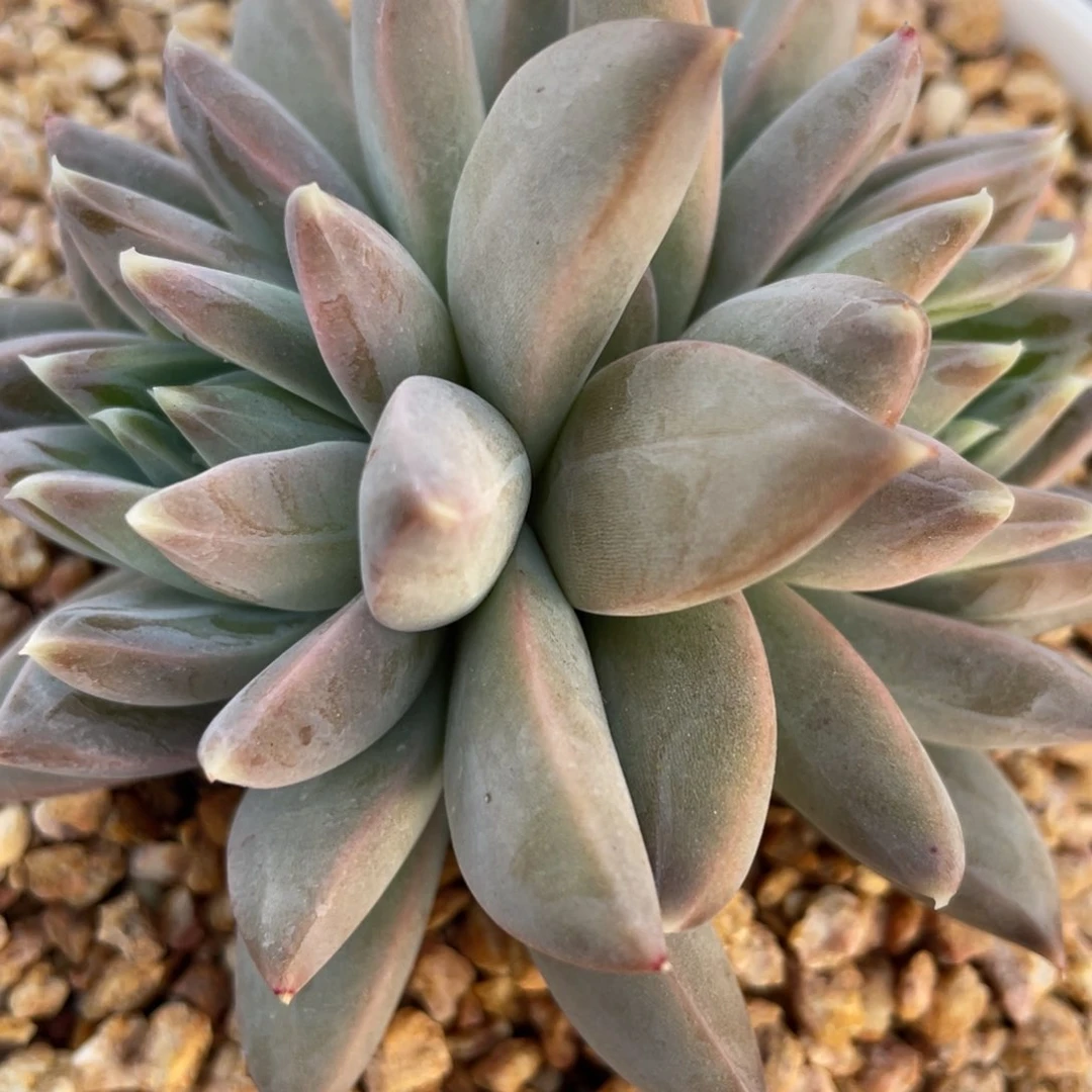 T****e姐姐说她真的有男朋友没