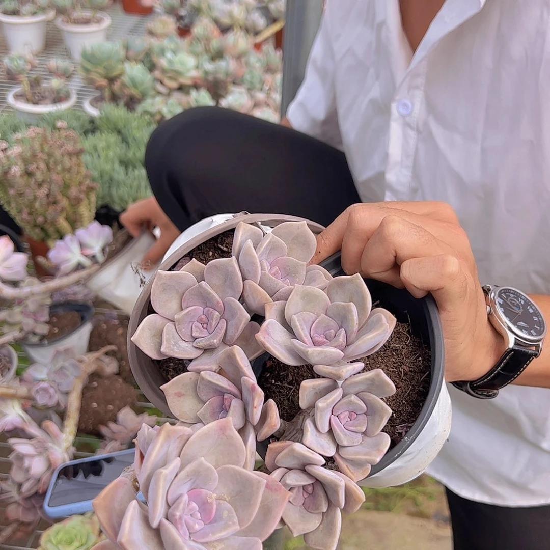 3盆紫乐 造型妆 多肉植物