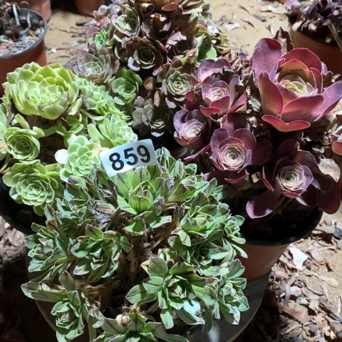 859四颗法师多肉植物