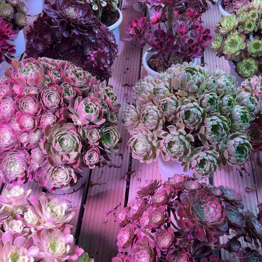 用***2多肉植物法师盆2个