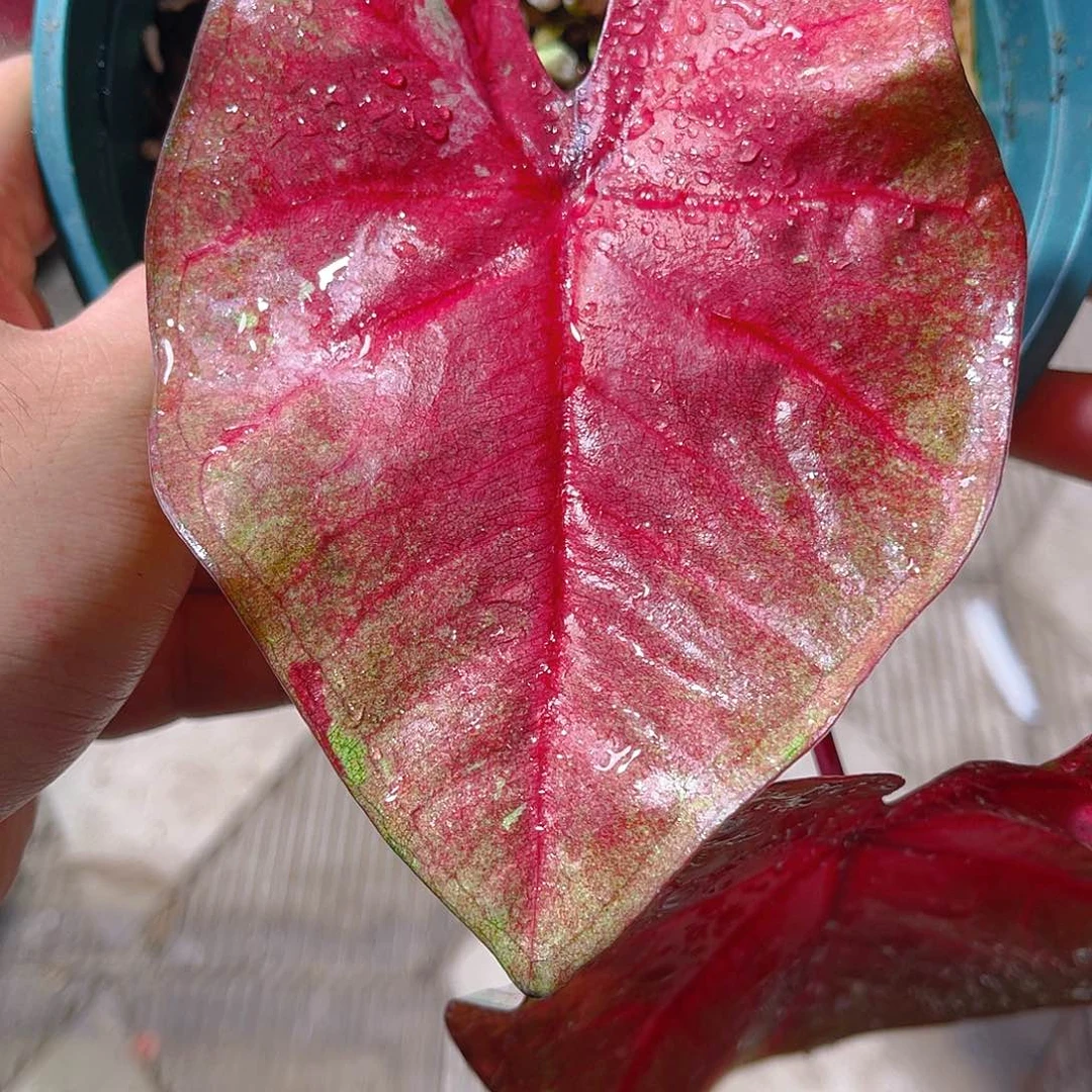 完全开放647泰彩