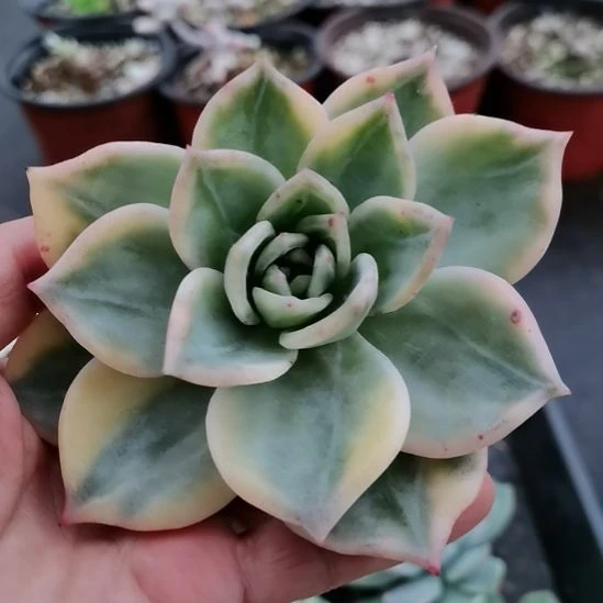 伊丽莎白超白覆轮锦