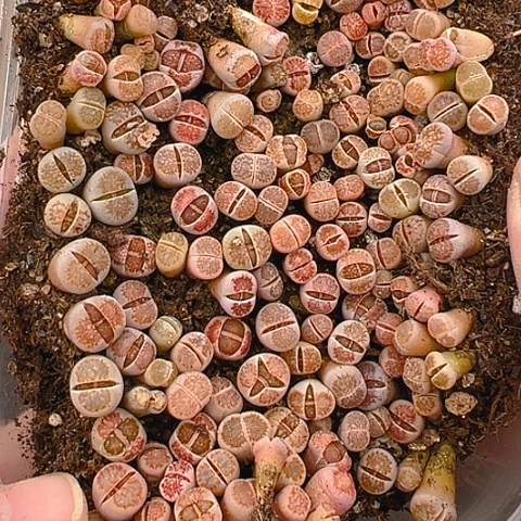 【闪购商品】24824