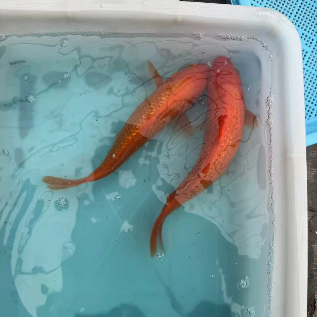 闪鳞火鲤冷水观赏鱼锦鲤红红火火活体包邮