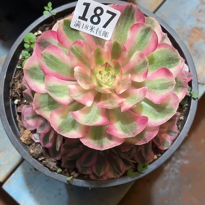 187倾城手捧掌心多肉法师锦