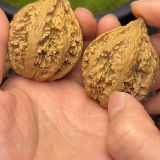 文玩核桃把件卿*秦岭核桃8