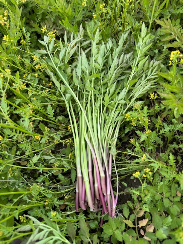 【顺丰包邮】东北山野菜 野生芹菜 水芹菜 新鲜发货 现摘现发