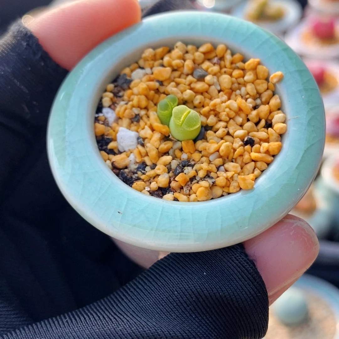 5217--一物一拍 带盆 奶瓶