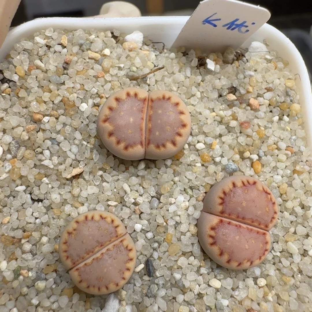 莉*0601-45饼干饼干k