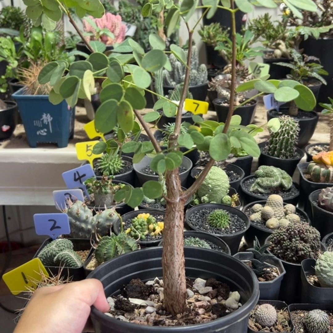 普米卡凤凰木带盆11111111