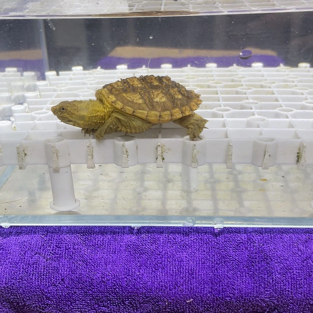 不分公母宠物龟黄鳄