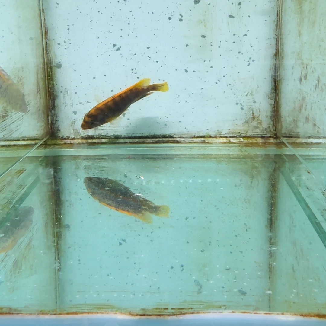 慈鲷670红鸡。