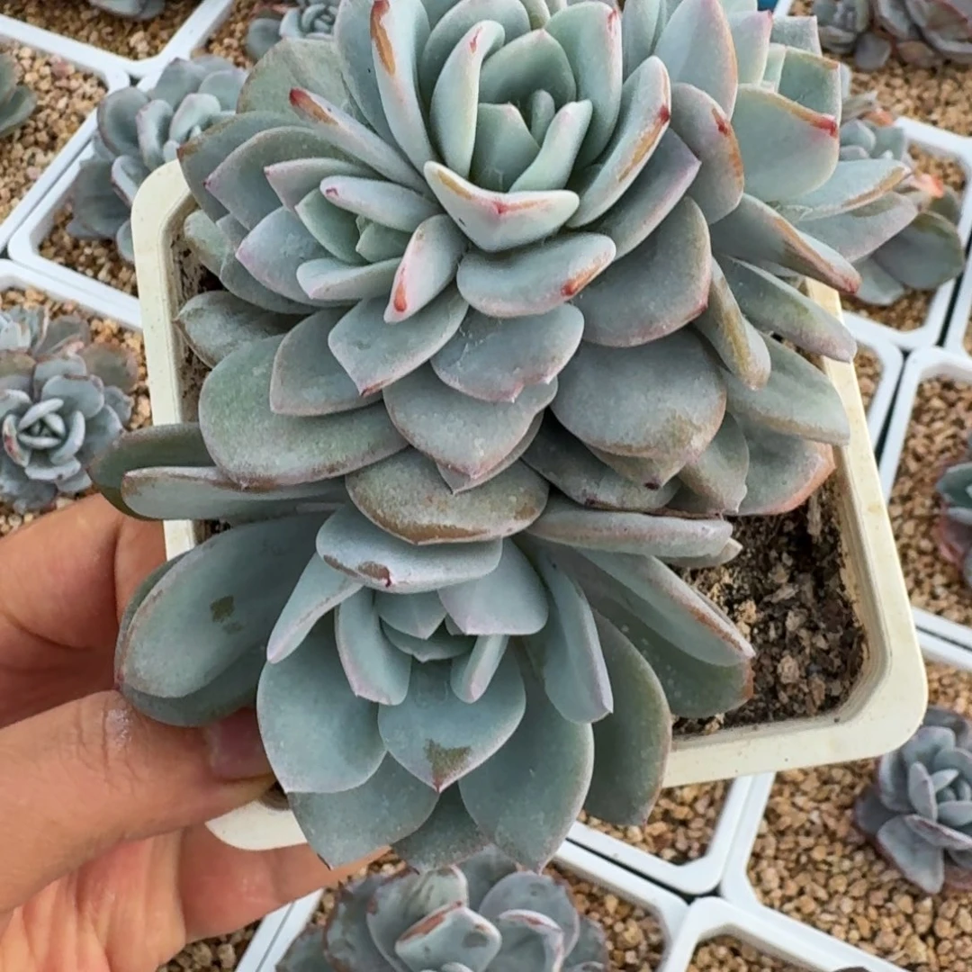 加***加韩奶奶茶朵缀专拍