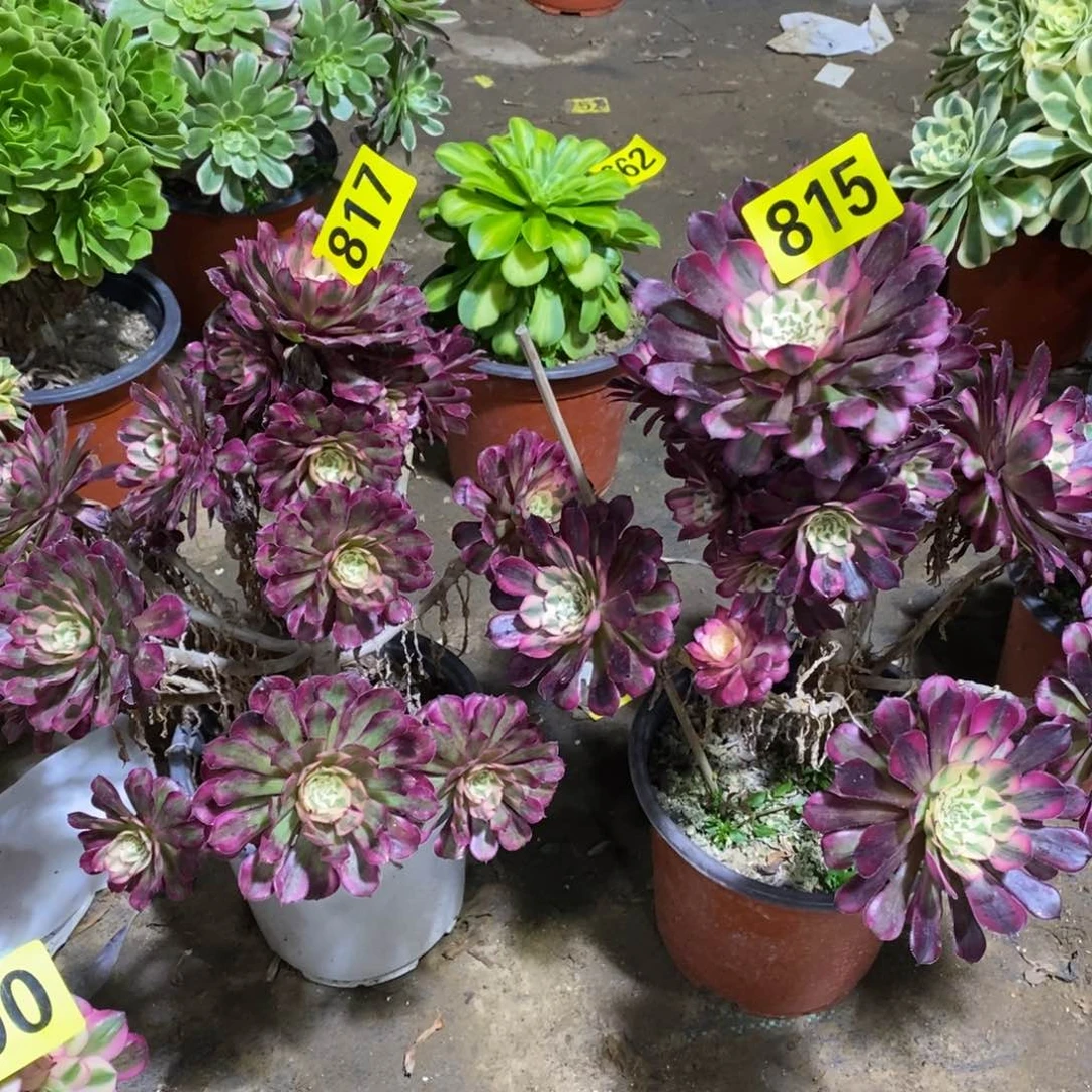 红通白两颗不售后817815