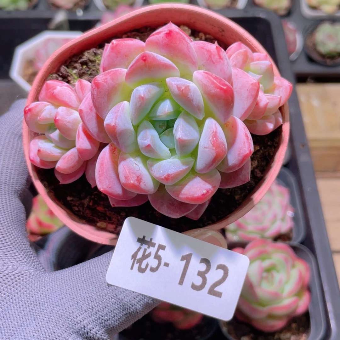 花利美 5-132冰糖