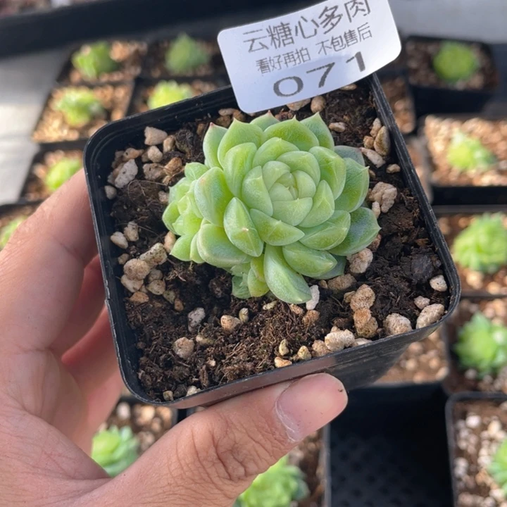 云糖心多肉植物71