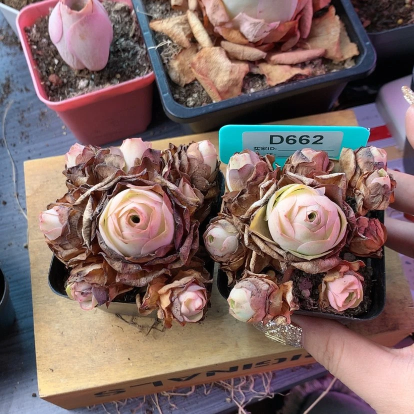 【闪购商品】两颗662