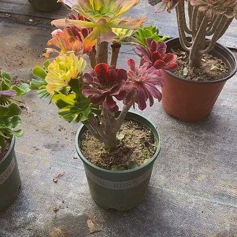 法师嫁接的时候就会有175