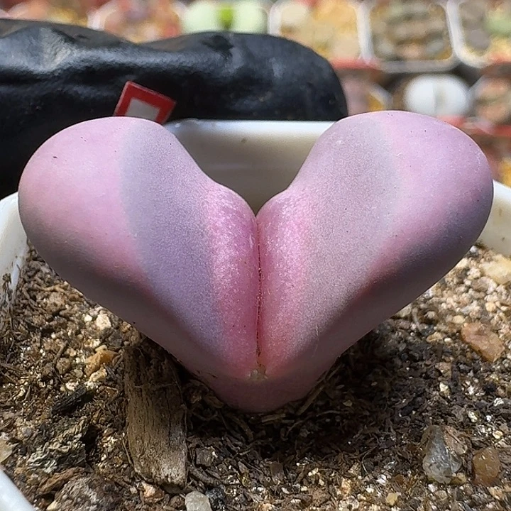 生石花11111122。  260